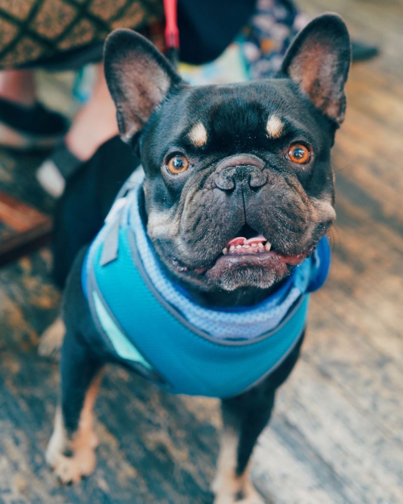 French Bulldog at The Exchange Bar leicester